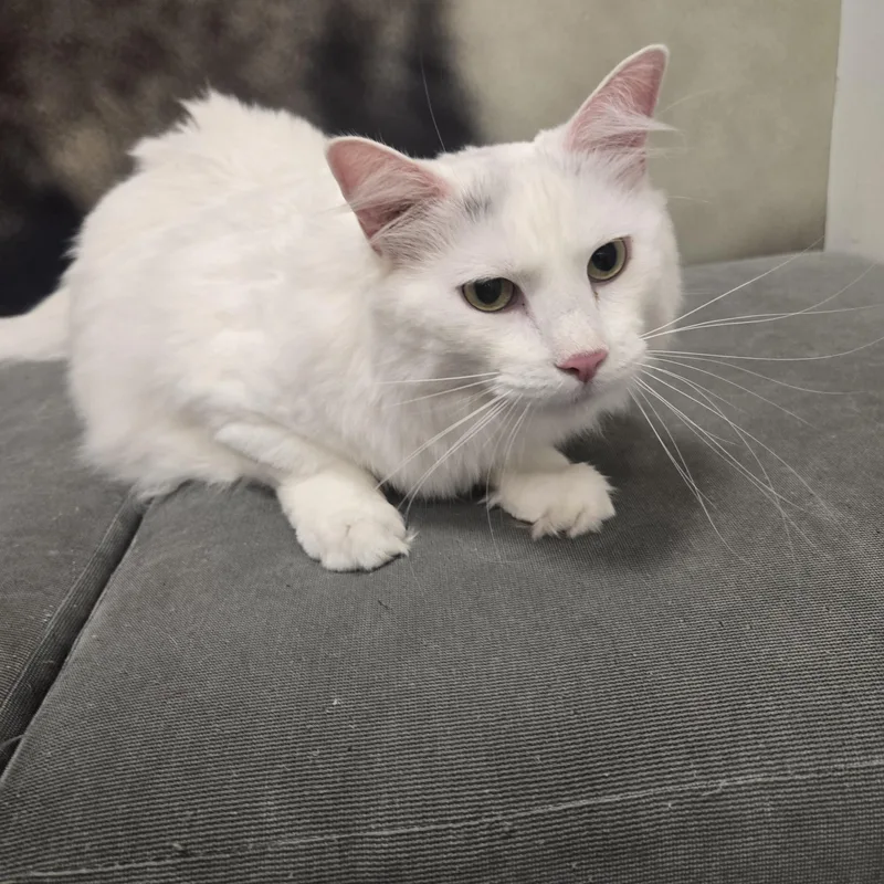 Ella