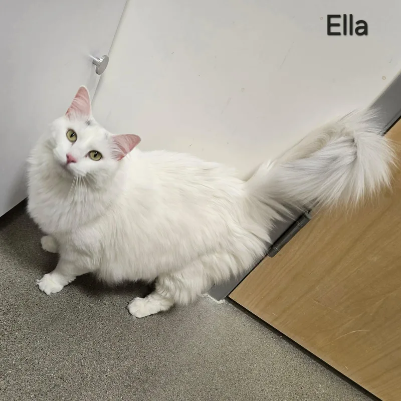 Ella thumbnail 2
