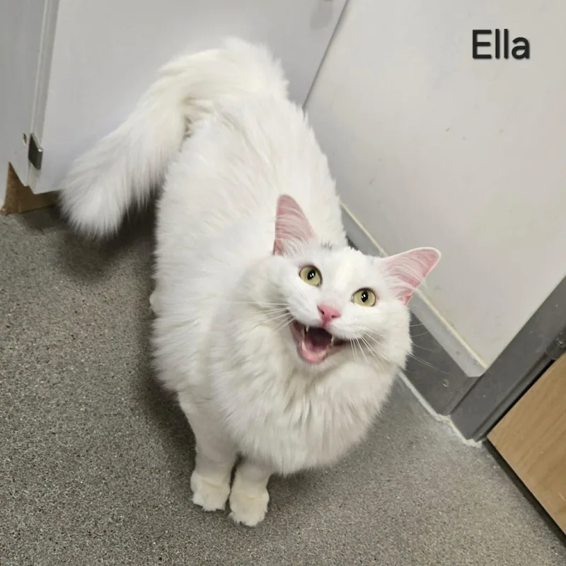 Ella thumbnail 3