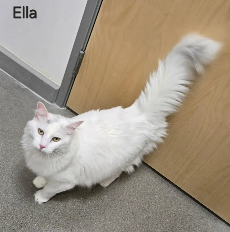 Ella thumbnail 4