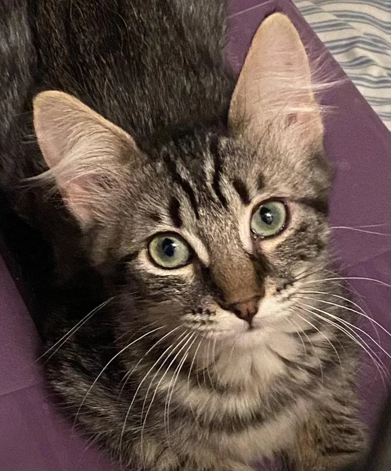 Daphne