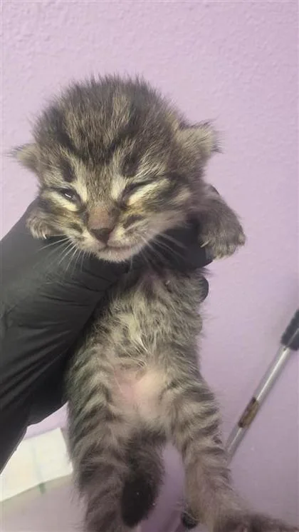 A baby small-sized female Domestic Short Hair cat named 61460343 for adoption in El Paso, TX