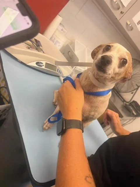 An adult large-sized male Chihuahua dog named Bubbers for adoption in Mesa, AZ