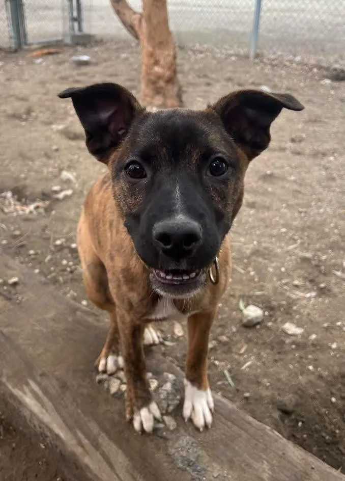 A young small-sized female Collie dog named Tajin for adoption in Los Angeles, CA
