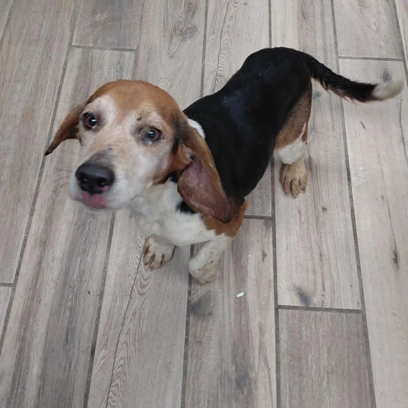 Bo
