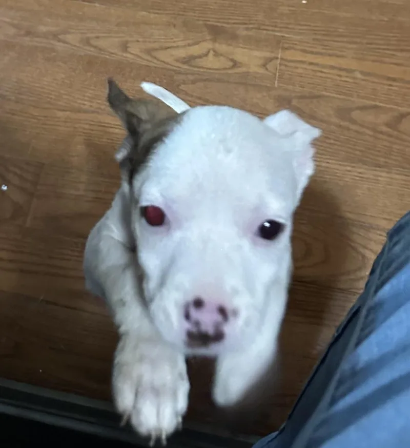 A baby medium-sized female Jack Russell Terrier dog named Penelope for adoption in Ellijay, GA