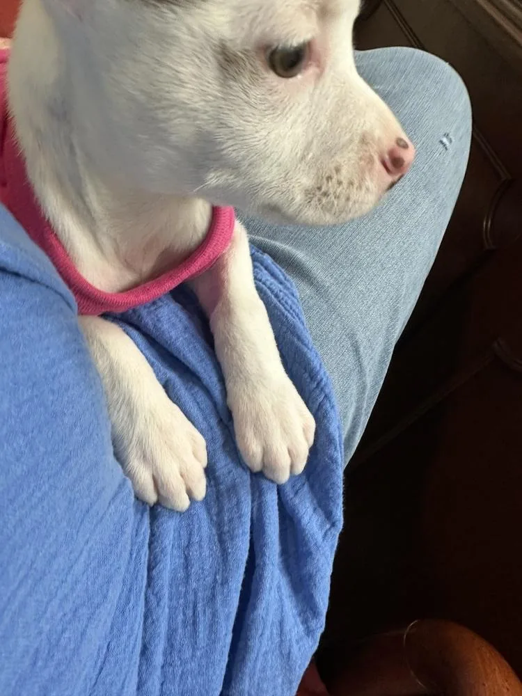 Penelope thumbnail 3