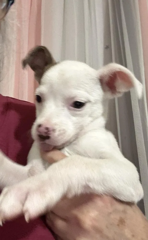 Penelope thumbnail 4
