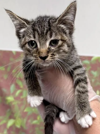 A young small-sized female Domestic Short Hair cat named Banana Boat for adoption in San Antonio, TX