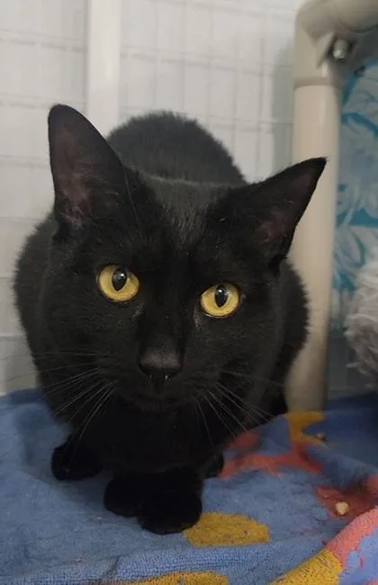 An adult medium-sized female Domestic Short Hair cat named Freida for adoption in Elmira, NY