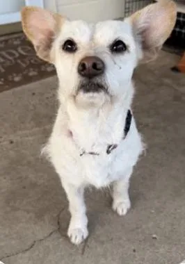 Bonita