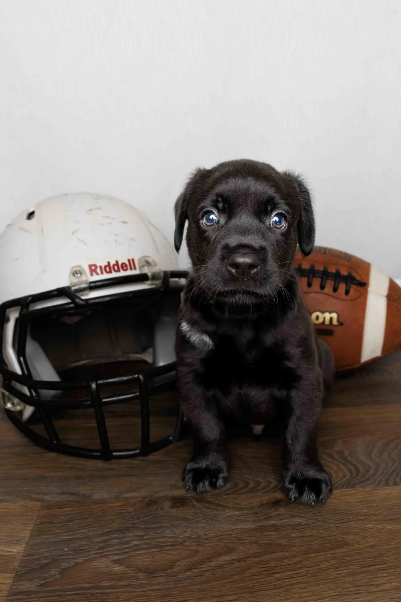 A baby large-sized male Labrador Retriever dog named Wesley for adoption in McKinney, TX