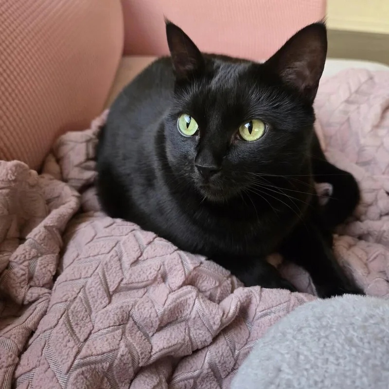 Pandemonium thumbnail 2