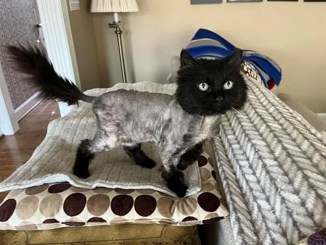 An adult medium-sized female Domestic Long Hair cat named Chococat for adoption in Louisville, KY