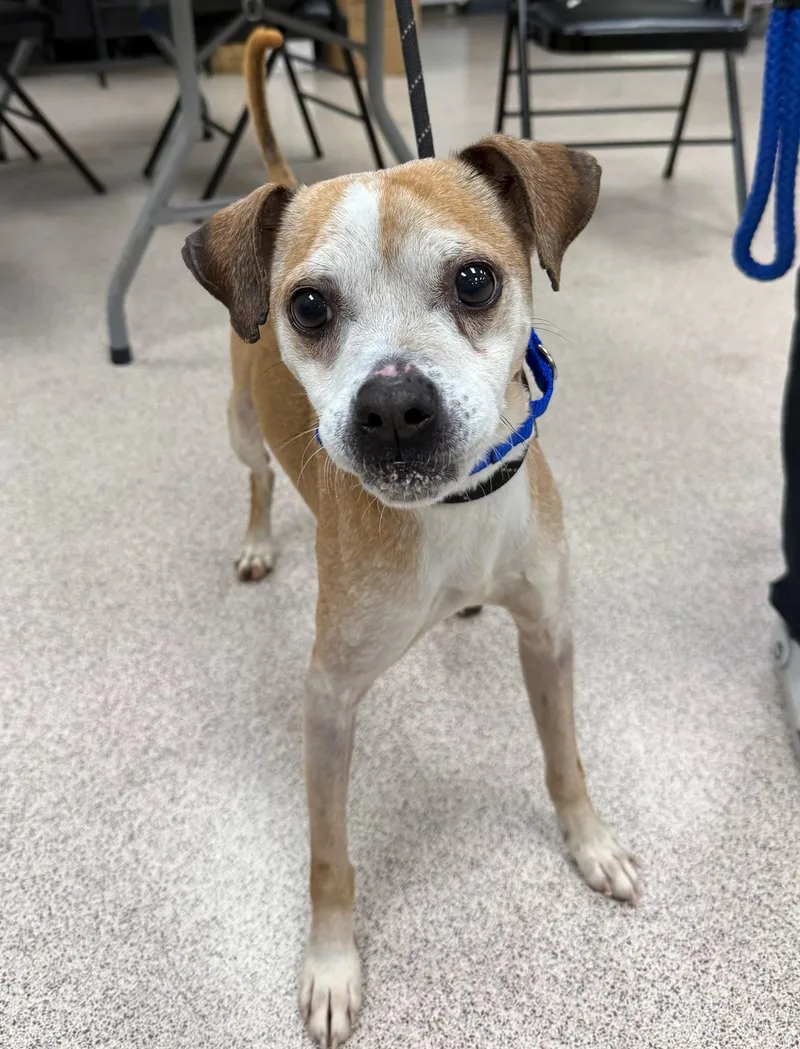 A senior small-sized male Chihuahua dog named Parker for adoption in Teterboro, NJ