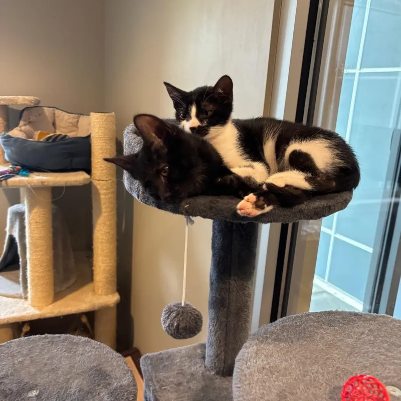 A baby small-sized female Black Domestic Short Hair cat named Queen for adoption in Newark, DE