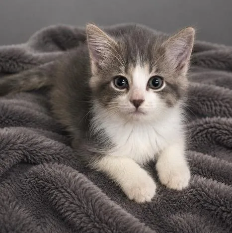 A baby small-sized female Gray & White Tabby cat named Claira for adoption in Andover, MN
