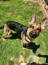 An adult large-sized male German Shepherd Dog dog named Ares for adoption in Newport, KY