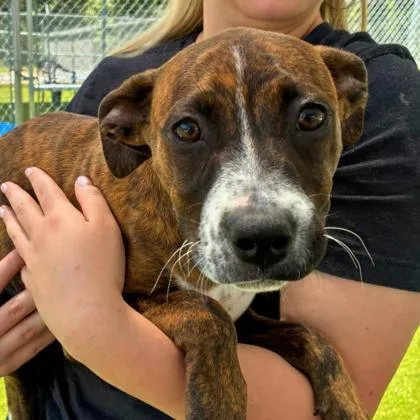 A baby small-sized female Terrier dog named Rose for adoption in Gastonia, NC
