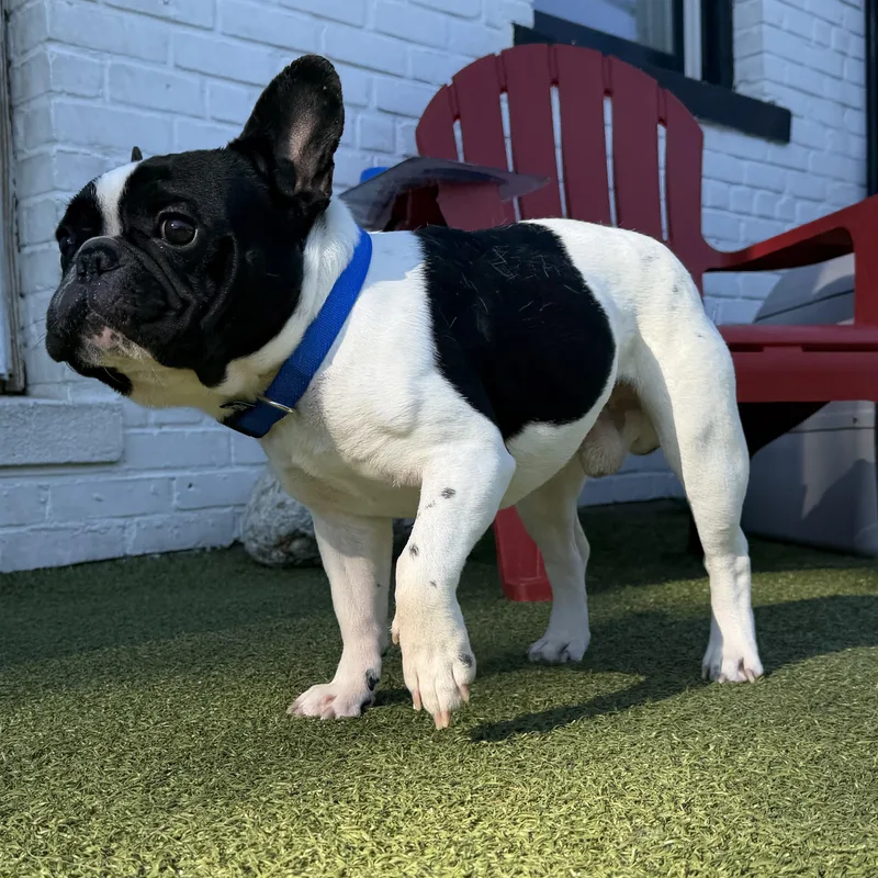 Roscoe