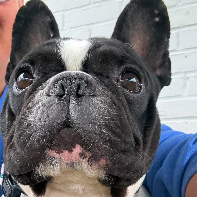 Roscoe thumbnail 2