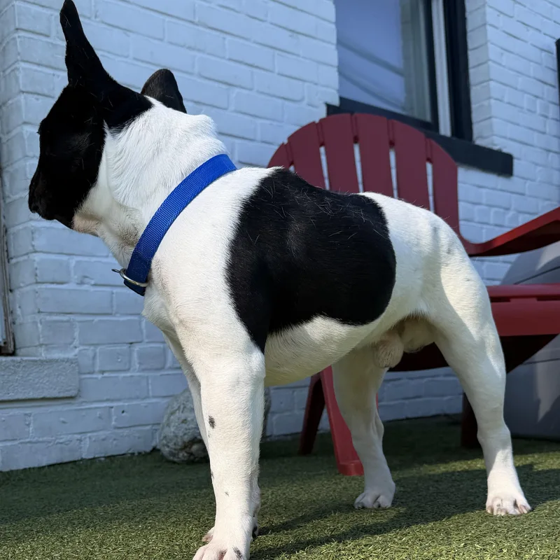 Roscoe thumbnail 3