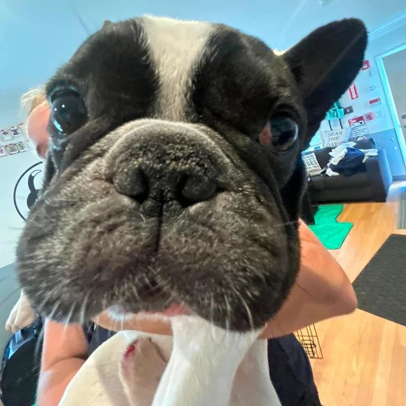 Roscoe thumbnail 4
