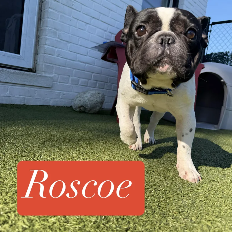 Roscoe thumbnail 5