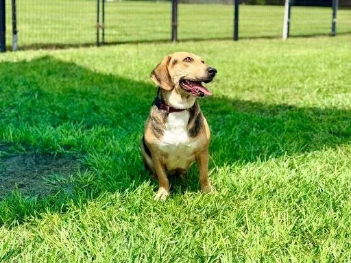 Bella