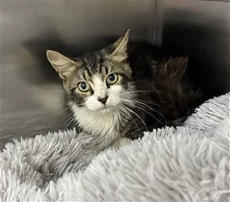A young small-sized female Domestic Medium Hair cat named Jade for adoption in Naples, FL