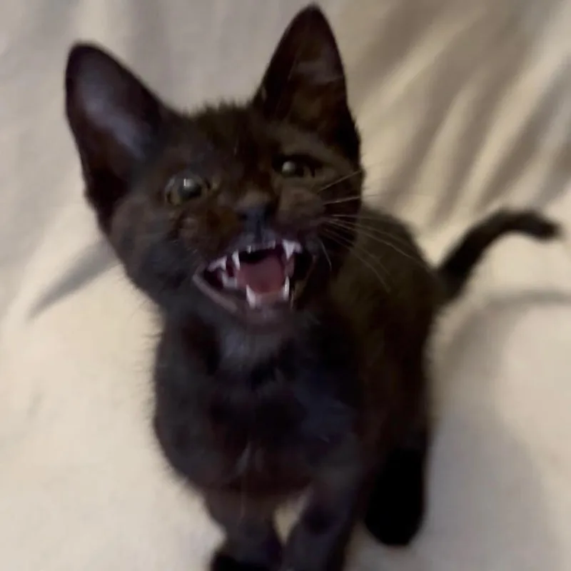 A baby small-sized male Black Domestic Short Hair cat named Chocolate for adoption in Los Angeles, CA