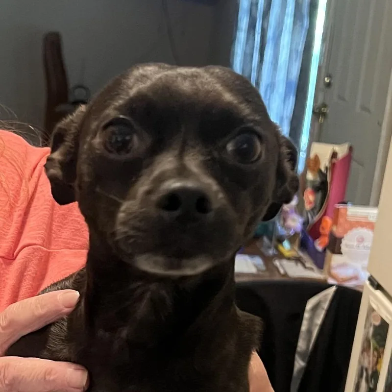 An adult small-sized male Black Chihuahua dog named Rat Man for adoption in East Saint Louis, IL