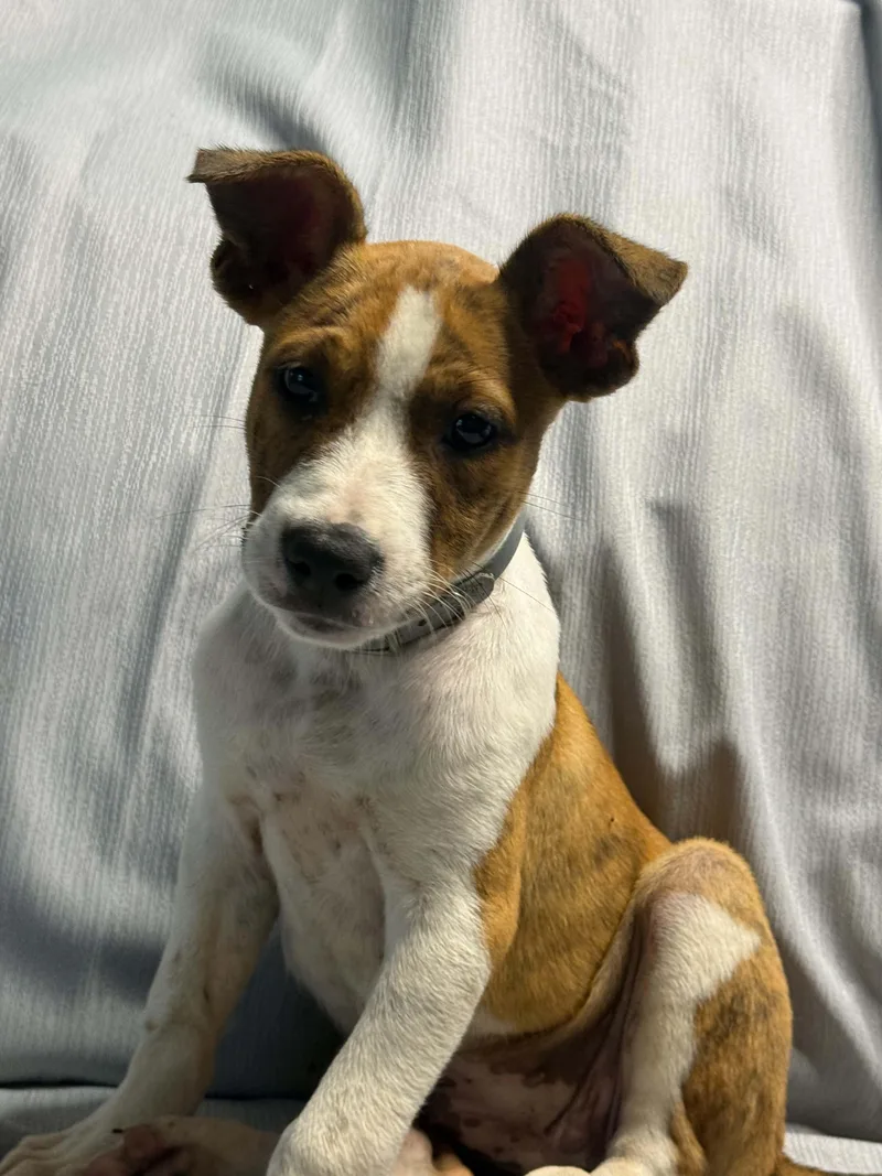 A young medium-sized female Boxer dog named Zuke for adoption in Hudson, FL