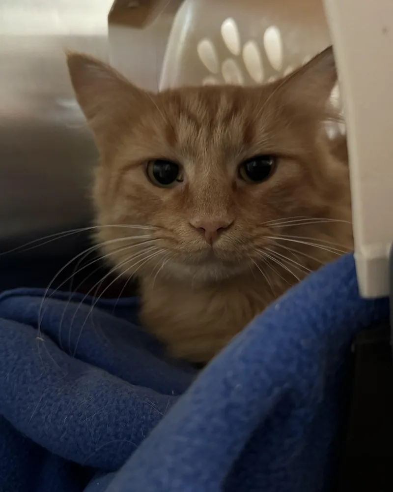 A young medium-sized male Orange / Red Domestic Long Hair cat named Marty for adoption in Seneca, PA