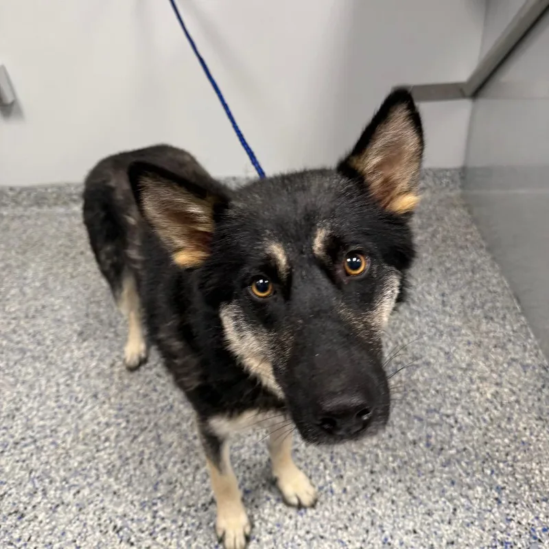 An adult medium-sized female Black Shepherd dog named Sasha for adoption in Greenville, SC