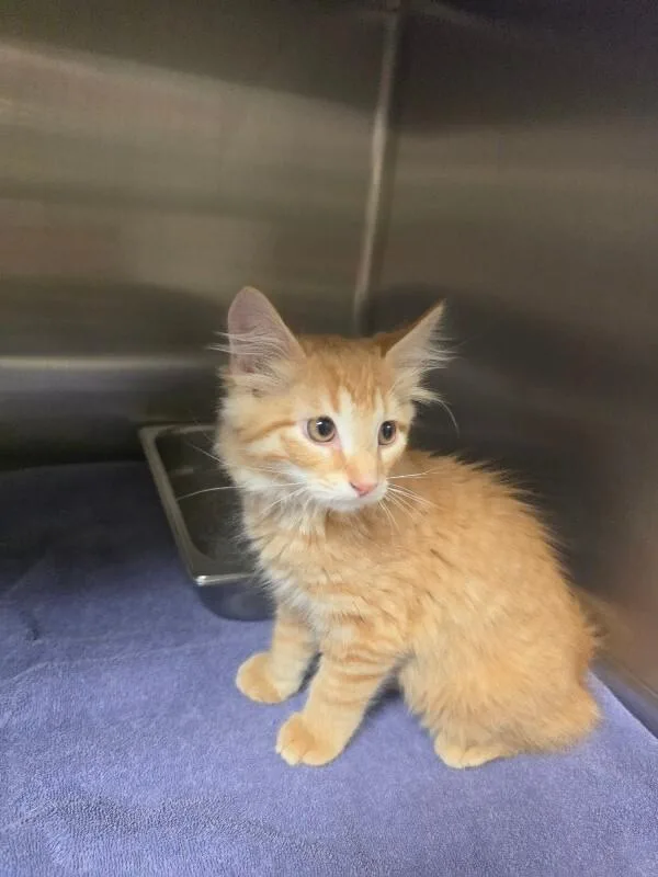 A young medium-sized male Tabby (Orange / Red) Domestic Medium Hair cat named Rascel for adoption in Bluffton, IN