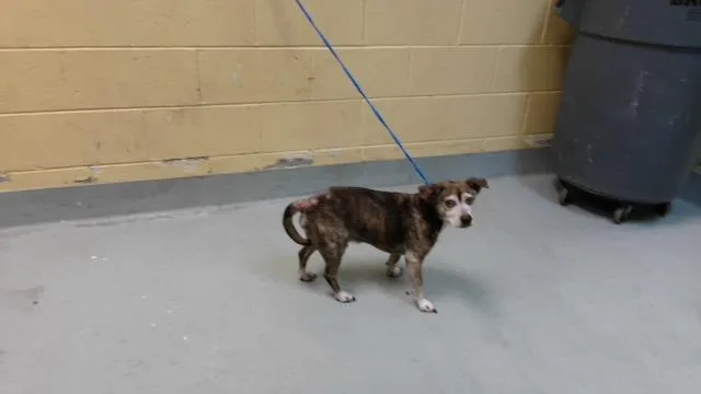 An adult small-sized male Chihuahua dog named O'Reily for adoption in Tulsa, OK