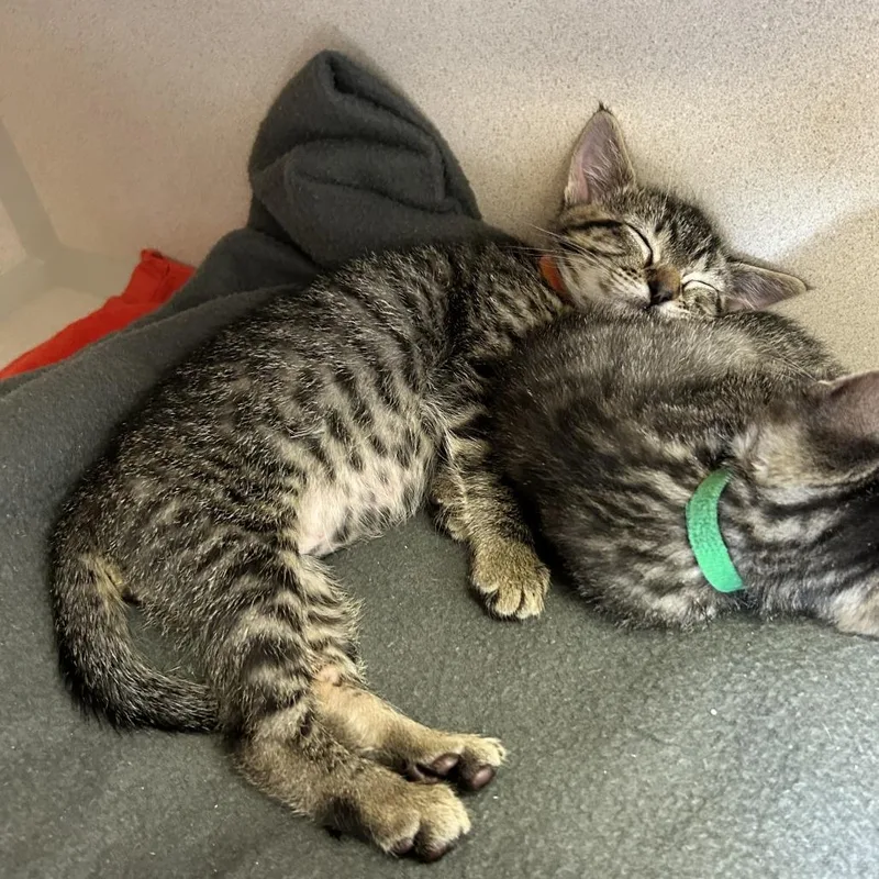 A baby small-sized male Brown / Chocolate Domestic Short Hair cat named Agate for adoption in Redwood City, CA