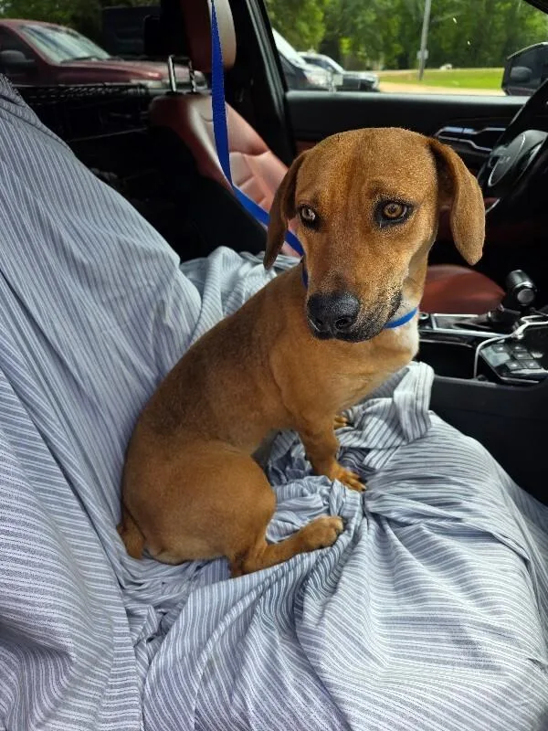 A young medium-sized female Dachshund dog named Winnie for adoption in Zimmerman, MN