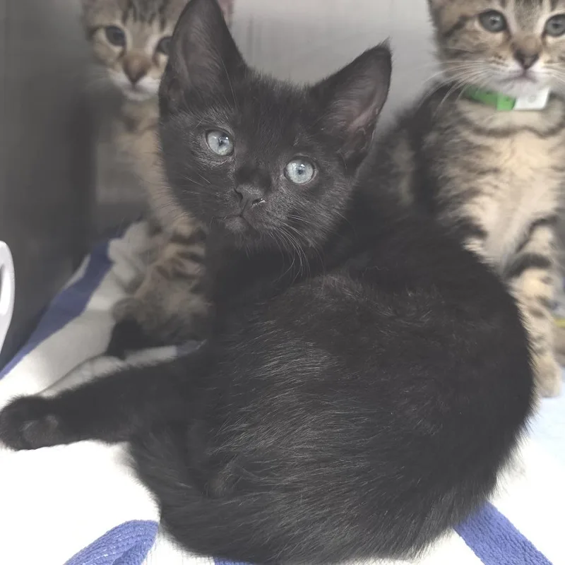 A baby small-sized male Black Domestic Short Hair cat named Coal for adoption in Fort Wayne, IN