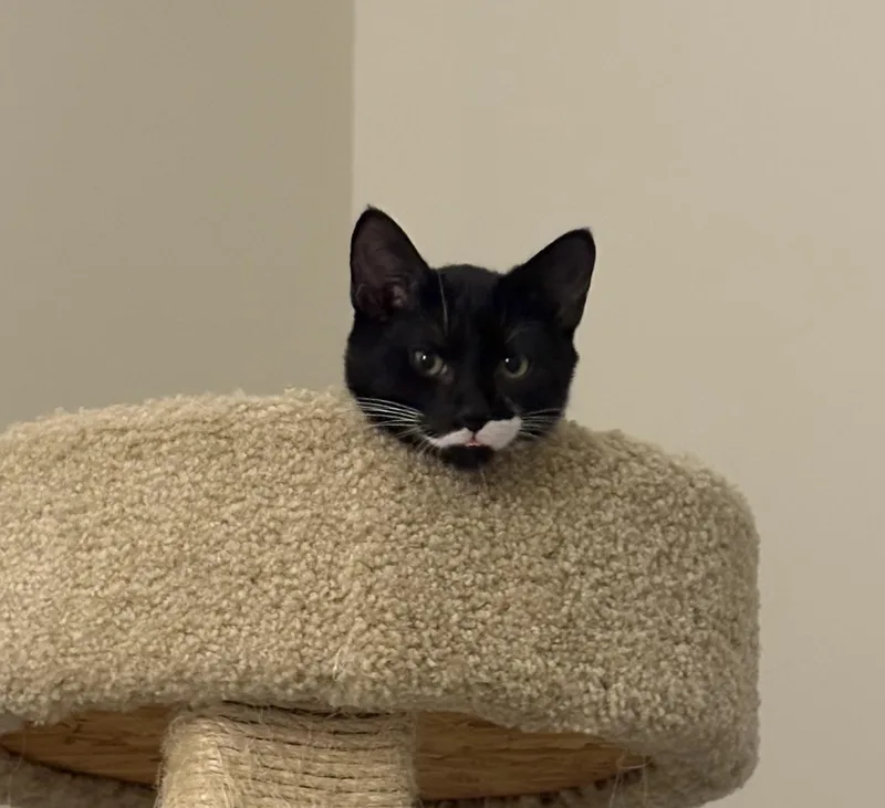 A baby small-sized male Black & White / Tuxedo Domestic Short Hair cat named Stache for adoption in Indianapolis, IN