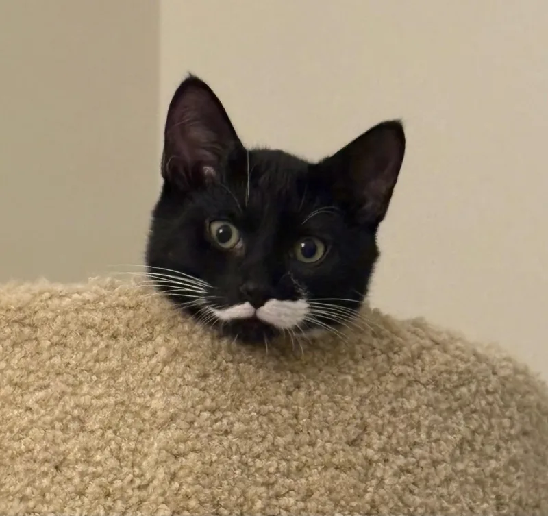 Stache thumbnail 2