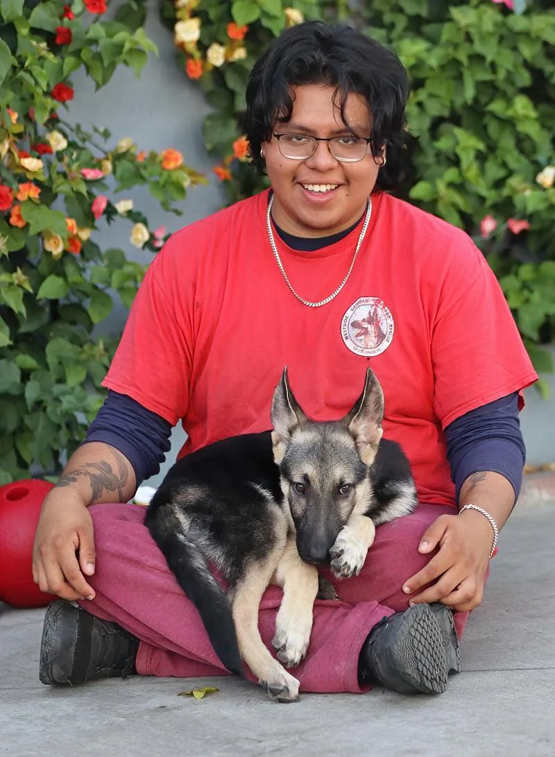 A baby large-sized male Black German Shepherd Dog dog named Bowie von Tanna for adoption in Los Angeles, CA