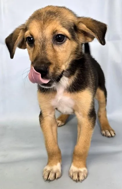 A baby large-sized female Beagle dog named Khloe for adoption in Morton Grove, IL