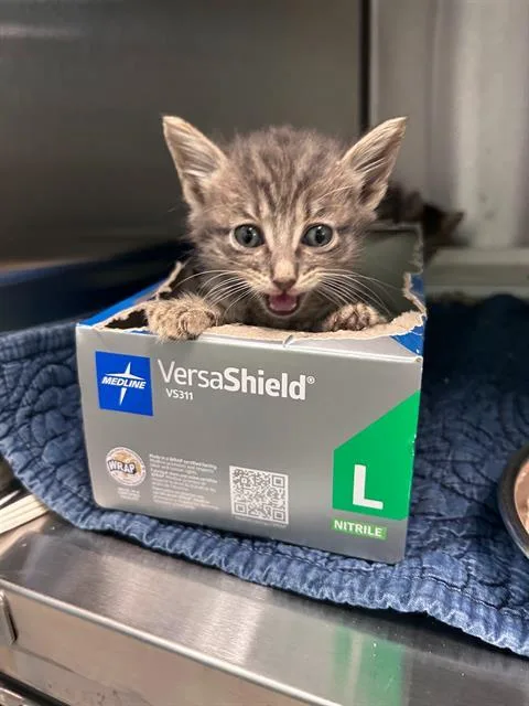 A baby medium-sized female Domestic Short Hair cat named April for adoption in Dallas, TX