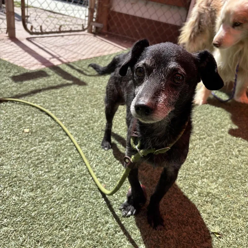A senior small-sized male Black Chihuahua dog named Timon for adoption in Pacific Grove, CA