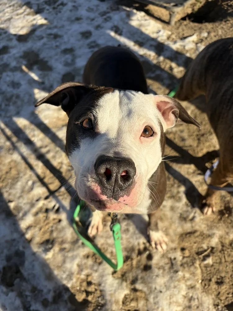 A young medium-sized female Tricolor (Brown, Black, & White) Boxer dog named Ac  Violet for adoption in Brewster , NY