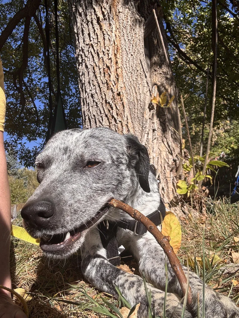 An adult medium-sized male Australian Cattle Dog / Blue Heeler named Asher for adoption in Aurora, CO
