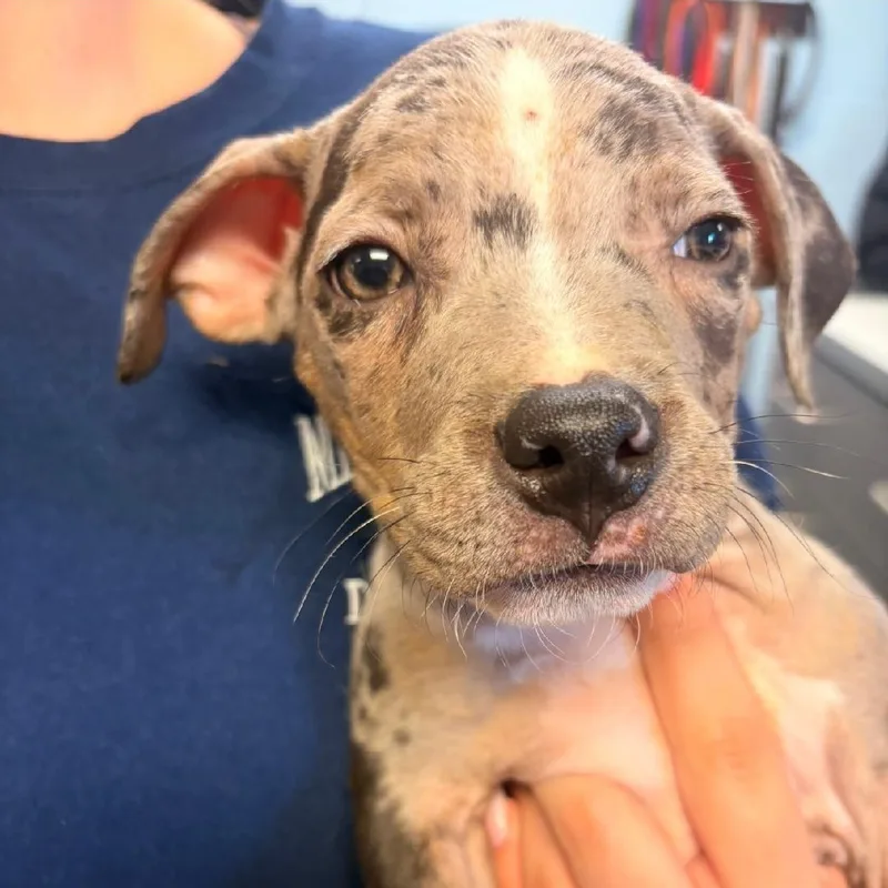 A baby large-sized male American Staffordshire Terrier dog named Raider for adoption in Medina, OH