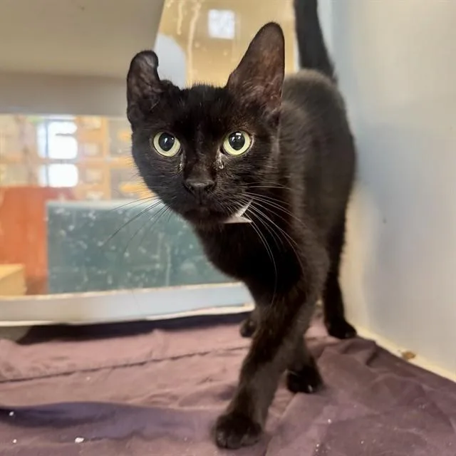 A young medium-sized female Domestic Short Hair cat named Lady for adoption in Riverside, CA